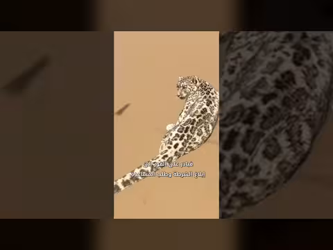 نمر ثلوج يضل طريقه في صحراء شينجيانغ