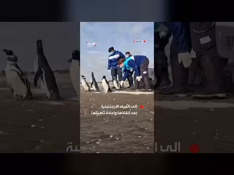 إنقاذ ستة بطاريق وإعادة إطلاقها في المياه الأرجنتينية