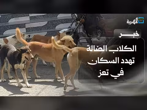 الكلاب الضالة تهدد سكان تعز ونقص في الدواء المضاد