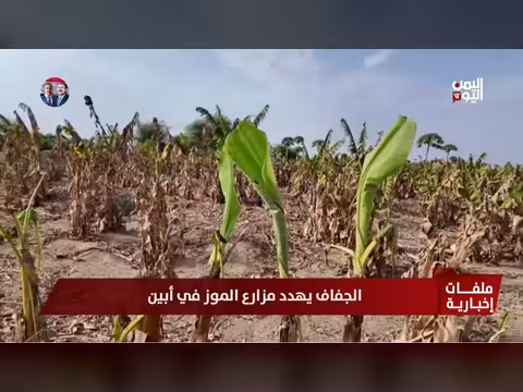 الجفاف يهدد مزارع الموز في محافظة أبين اليمنية