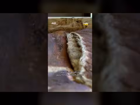 طبق سام لكنه مطلوب رغم أضراره الصحية