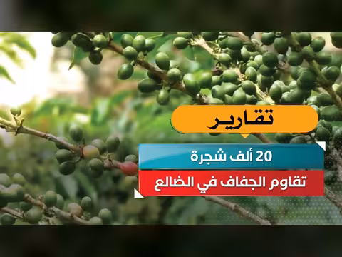 20 ألف شجرة بن حريري تقاوم الجفاف في الضالع