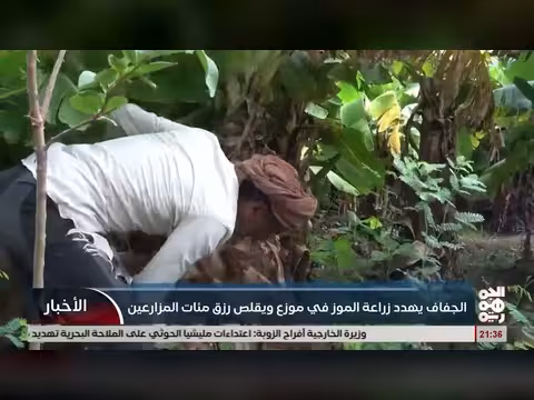 الجفاف يهدد زراعة الموز في موزع