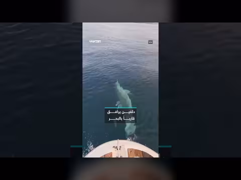 دلفين يرافق قارباً في مياه البحر