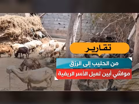 مواشي أبين تعيل الأسر الريفية من الحليب إلى الرزق