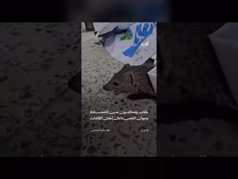 طلاب في تعز يمسكون بحيوان النمس