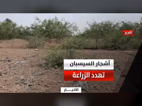 أشجار السيسبان تهدد الزراعة في لحج