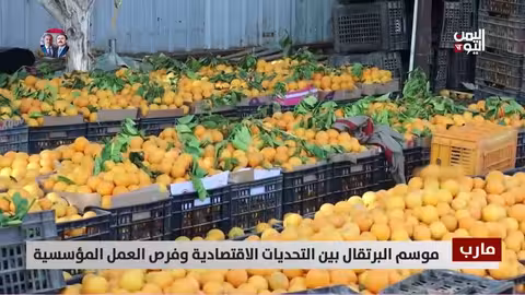 موسم البرتقال في مأرب: فرص عمل وتحديات تواجه المزارعين