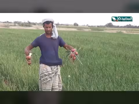 مزارعو لحج يخسرون والإرشاد الزراعي غائب
