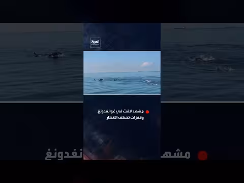 دلافين صينية بيضاء نادرة تظهر قرب جزر مقاطعة غوانغدونغ