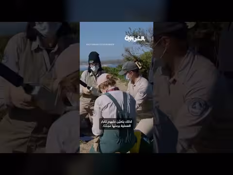 علماء أستراليون يحاولون تطعيم خمسة آلاف بطريق برّي ضد إنفلونزا الطيور