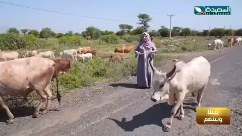 ما هي المرتبة التي تحتلها إثيوبيا في إنتاج الثروة الحيوانية؟ السعيدة، طائر السعيدة7