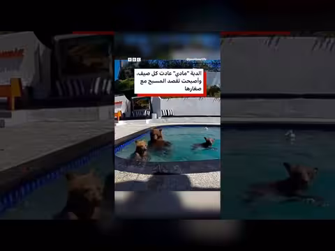 دببة سوداء تتخذ مسبح زوجين في لوس أنجلوس موقعا مفضلا