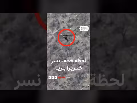 نسر يصطاد خنزرا بريا صغيرا