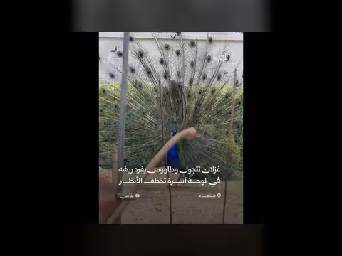 غزلان تتجول وطاووس يفرد ريشه بصنعاء