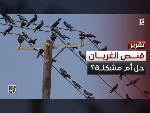 جدل قنص الغربان في عدن