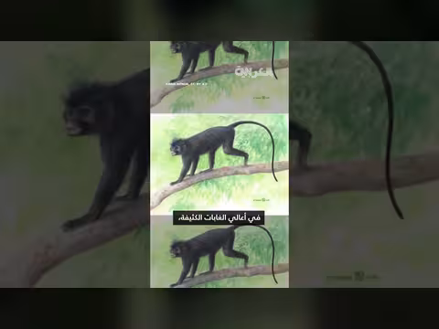 اكتشاف نوع جديد من القرود في الكونغو الديمقراطية
