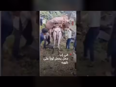في إب.. جمل يحمل ثورااً على ظهره