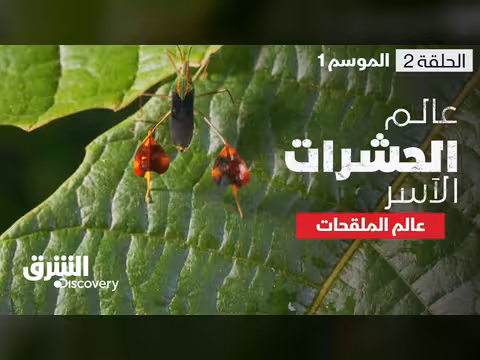 عالم الملقحات: أسرار الحشرات الآسر