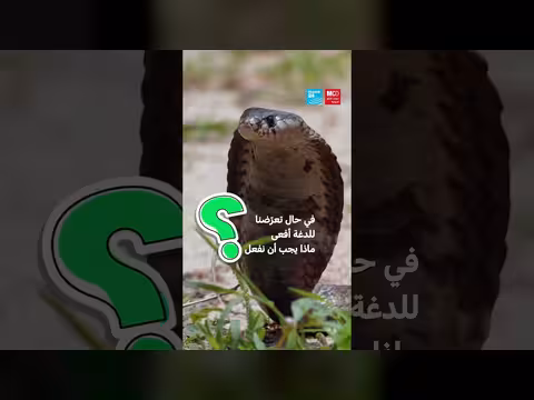 كيفية تجنب خطر لدغات الأفاعي في الصيف