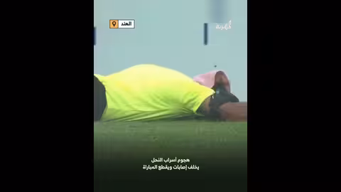 الهند.. إصابات وقطع للمباراة بسبب هجوم أسراب نحل على مباراة