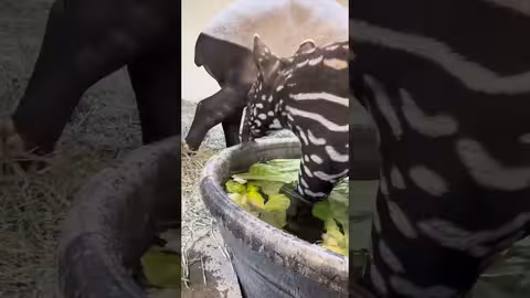 عجل التابير المهدد بالانقراض