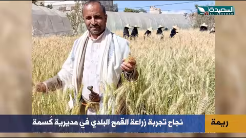 القمح البلدي يحقق حصاد نجاح في ريمة