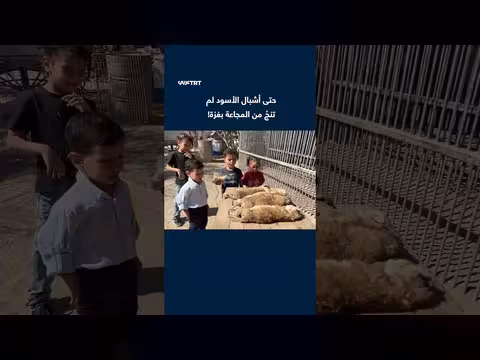 نفوق أربعة أشبال أسود جوعاً في حديقة حيوانات بغزة