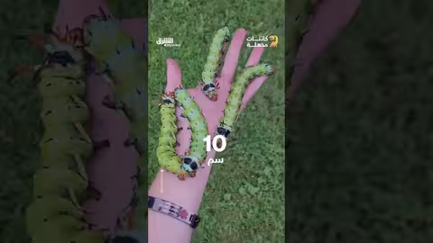 كائن مخيف بقرون حمراء