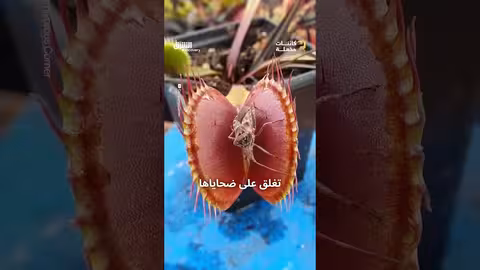 خناق الذباب