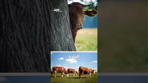 الأبقار ترفض نزول الدرج