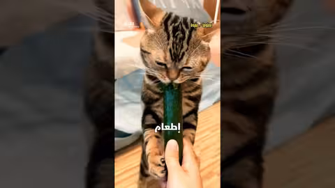 لماذا القطط تخاف من الخيار؟