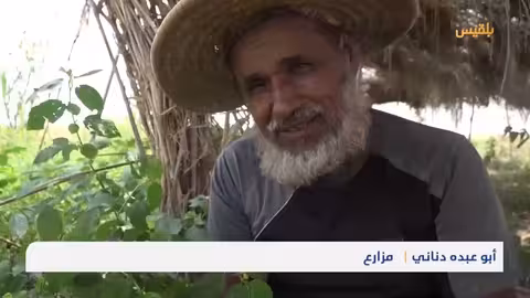 انعدام المبيدات وتلف المحاصيل.. تحديات تهدد مصدر دخل المزارعين في حجة تقرير: محمد يوسف