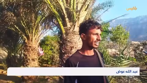 كاميرا بلقيس ترصد موسم تلقيح النخيل والتحديات التي يواجهها المزارعون في سقطرى تقرير: أحمد القيسي