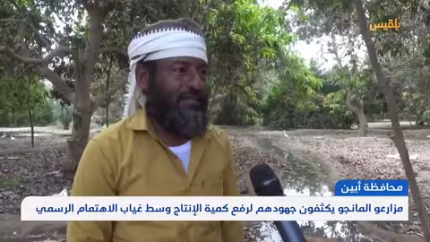 مزارعو المانجو في أبين يكثفون جهودهم لرفع كمية الإنتاج وسط غياب اهتمام رسمي تقرير: لطفي إبراهيم