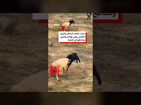 مسابقة مصارعة الكباش تشعل مهرجان المشاعل الصيني