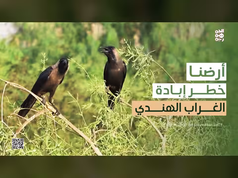 هل يجب إبادة طائر الغراب الهندي من اليمن؟
