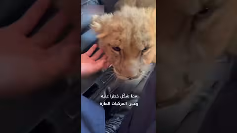 إنقاذ شبل أسد ضل طريقه على طريق سريع في الصين