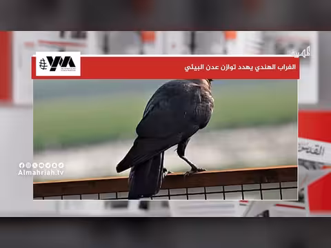 غربان عدن الدخيلة تهدد التنوع البيئي