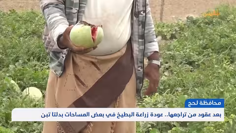 بعد عقود من تراجعها.. عودة زراعة البطيخ في دلتا تبن بمحافظة لحج تقرير: سامح عبد الوهاب