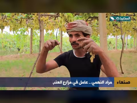 سر العَوْشَة.. كيف يتحول العنب اليمني إلى زبيب