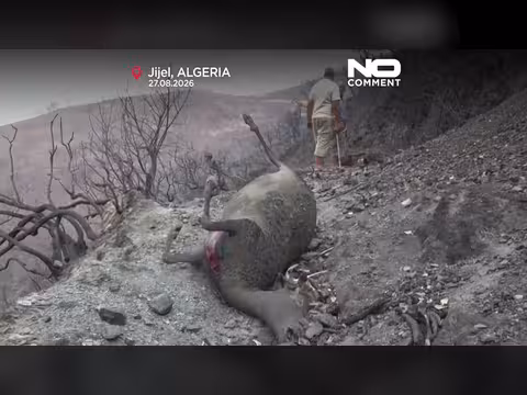 حرائق غابات مميتة تدمّر قرى شمال شرق الجزائر وإعلان حداد وطني