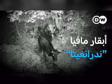 أبقار المافيا تروّع القرى الإيطالية