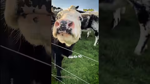 تفوق عدد الأبقار على عدد السكان