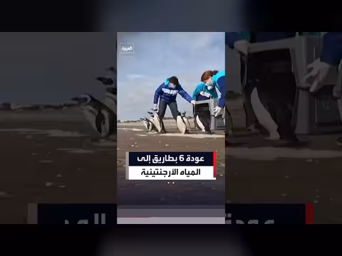 إنقاذ ستة بطاريق وإعادة إطلاقها في المياه الأرجنتينية