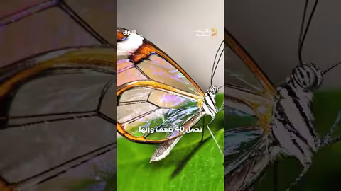 أشباح رقيقة في غابات أميركا الاستوائية