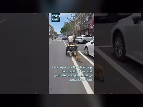 كلاب تستفيد من ظل دراجة جد في الصين