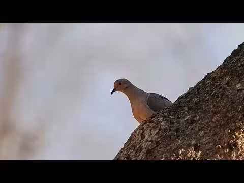 رجل نيروبي يتقاسم منزله مع طيور أنقذها