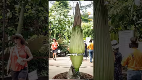 أضخم زهرة في العالم