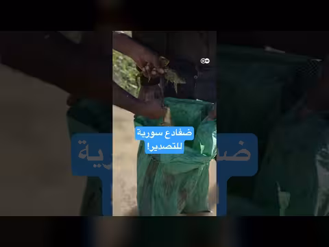 تربية الضفادع في سوريا مصدر رزق صديق للبيئة